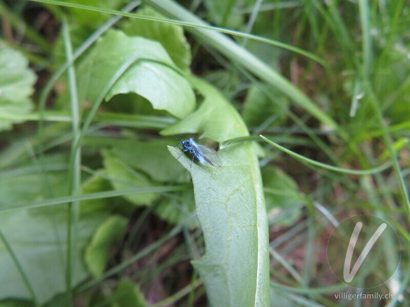 Buchenblattlaus: Übersicht